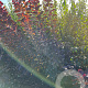Cotinus cog. 'Royal Purple' 125-150 cm met kluit