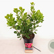 Cotinus cog. Smokey Joe 30-40 cm 3,0L