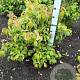 Cornus florida 80-100 cm met kluit