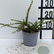 Cotoneaster horizontalis GM C1.5