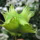 Corylus jacquemontii 10-12 HO draadkluit