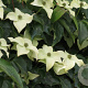 Cornus kousa chinensis 150-175 cm met kluit