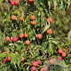 Cornus kousa chinensis 150-175 cm met kluit