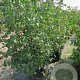 Cornus kousa chinensis 150-175 cm met kluit