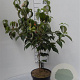 Cornus kousa chinensis 60-80 cm 5,0L