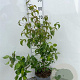 Cornus kousa chinensis 80-100 cm 5,0L