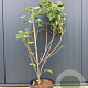 Cornus k. 'Satomi' 60-80 cm 7L