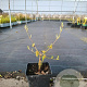 Cornus mas 'Podolski' 30-40 cm 3,0L