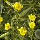 Coreopsis palmata GM P9