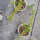 Cotoneaster pr. 'Queen of Carpets' 15-20 cm C1.3