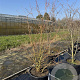 Cornus sang. 'Midwinter Fire' 175-200 cm 50L