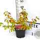 Cornus sang. 'Midwinter Fire' 40-60 cm 3,0L