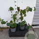 Corylopsis spicata 30 cm op 3,0L