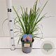 Cortaderia s. 'Rosea' 40-50 cm 2,5L