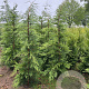 Cupressocyparis leylandii 175-200 cm 10L