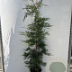 Cupressocyparis leylandii 175-200 cm 10L