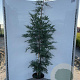 Cupressocyparis leylandii 175-200 cm 10L