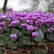 Cyclamen coum 'Roseum' GM P9
