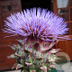 Cynara scolymus 'Cardy' GM P9