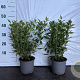 Deutzia gracilis 30-40 cm 2,0L
