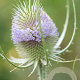Dipsacus fullonum GM P9