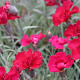 Dianthus grat. 'Rubin' GM P9