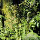 Dryopteris af. 'Cristata' GM P9