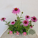 Echinacea purpurea 40-50 cm 2,5L