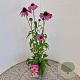 Echinacea purpurea 40-50 cm 2,5L