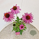 Echinacea purpurea 40-50 cm 2,5L