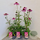 Echinacea purpurea 40-50 cm 2,5L