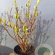 Edgeworthia chrys. 'Grandiflora' 100-125 cm 35L
