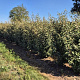 Elaeagnus ebbingei 175-200 cm draadkluit extra