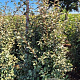 Elaeagnus ebbingei 175-200 cm draadkluit extra