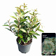 Elaeagnus ebb. 'Compacta' 30-40 cm 2,0L