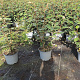 Elaeagnus ebb. 'Compacta' 30-40 cm 2,0L