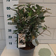 Elaeagnus ebb. 'Compacta' 40-50 cm 5,0L