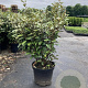 Elaeagnus ebb. 'Compacta' 60-80 cm 10L