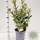 Elaeagnus ebb. 'Compacta' 60-80 cm 7,5L