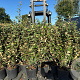 Elaeagnus ebb. 'Compacta' 80-100 cm 10L