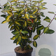 Elaeagnus ebb. 'Limelight' 60-80 cm 5,0L