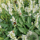 Elsholtzia stauntonii 'Alba' GM 3,0L leverbaar