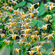 Epimedium 'Andre Charlier' GM P9