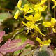 Epimedium perral. 'Weihenstephan' GM P9