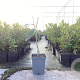 Eriobotrya japonica 50-80 cm 5,0L