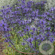 Eryngium 'Lapis Blue' GM P9