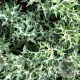 Eryngium 'Lapis Blue' GM P9