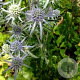 Eryngium pl. 'Blaukappe' GM P9