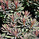Euphorbia Blackbird GM P9