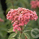 Eupatorium cannabinum 'Plenum' GM P9